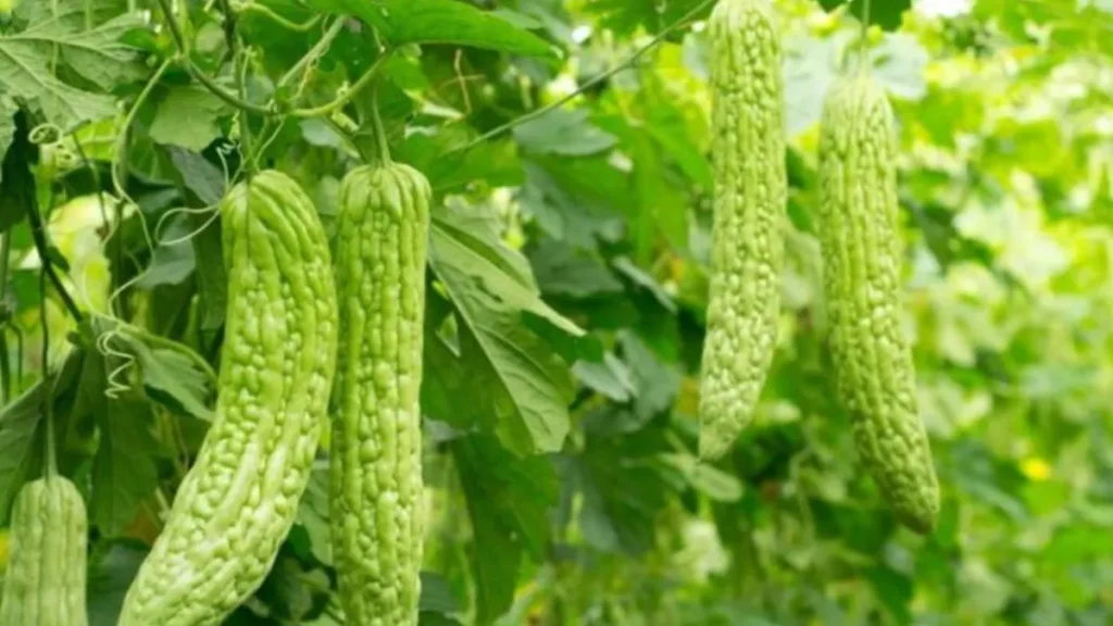 Agriculture Innovation